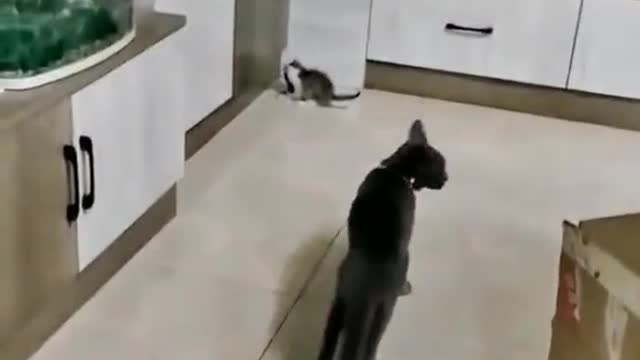 The kitten catches the mouse, the big cat looks