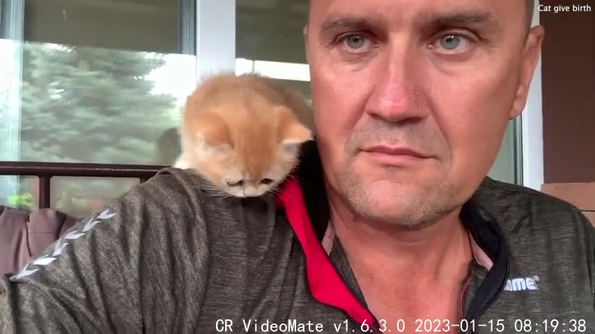 Baby kitten climbed on dad's shoulders and meows loudly in his ear for the first time