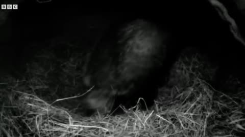 Lost Badger Cub Reunites With Family Natural World Badgers - Secrets of The Sett BBC Earth