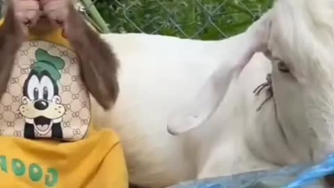 Funny monkey video