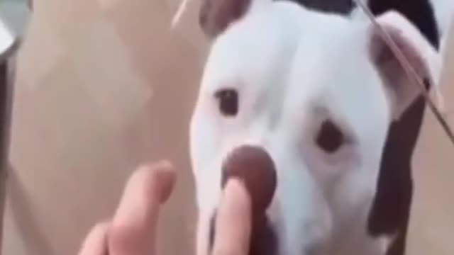 Cute Dogs Videos 🐶 Funny Dogs