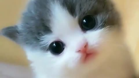 Cute cat video