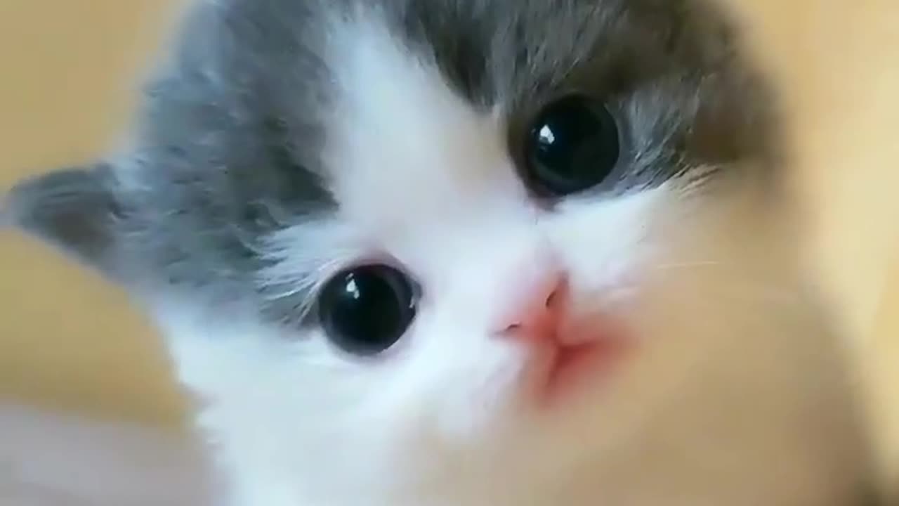 Cute cat video