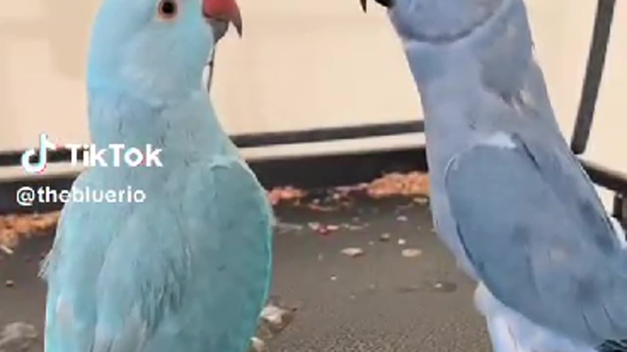 #birds #nature #animal #parrot