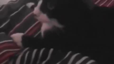 Funny cat