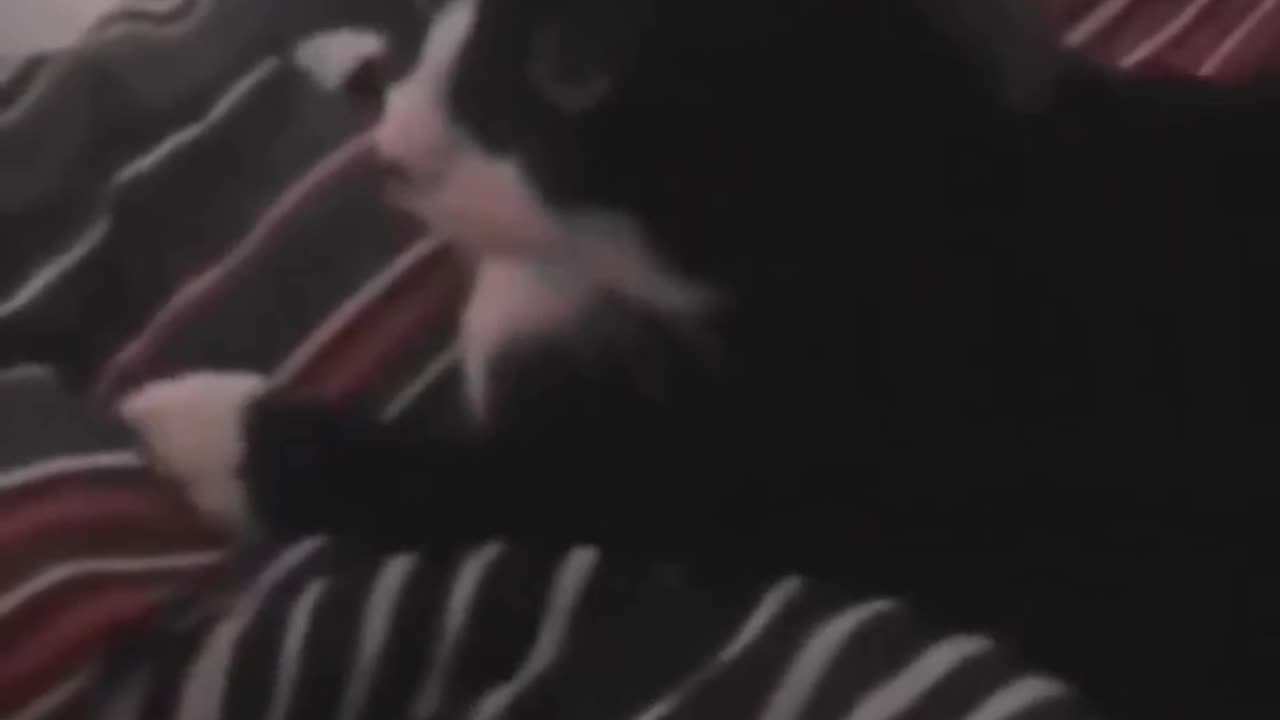 Funny cat