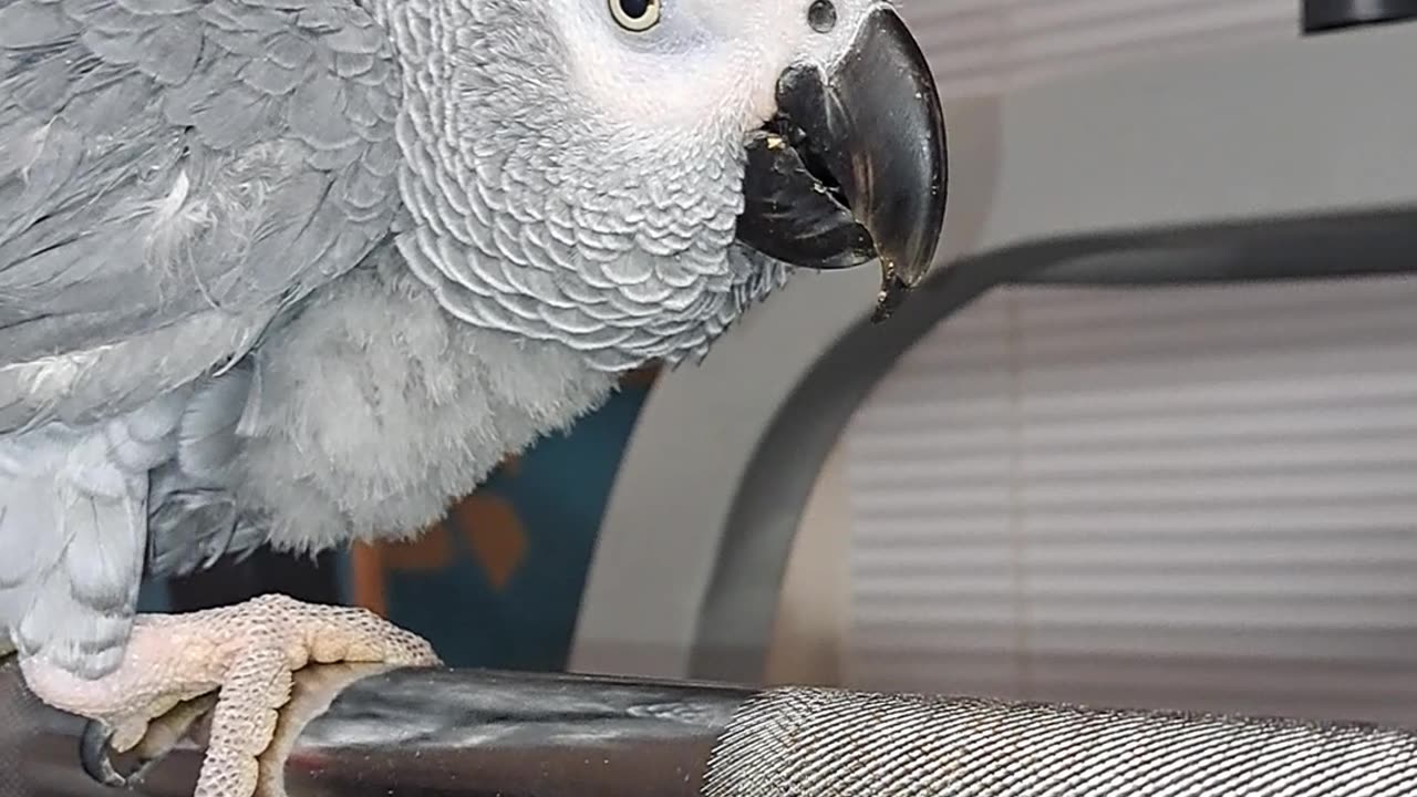 African Grey Buddy ❤️