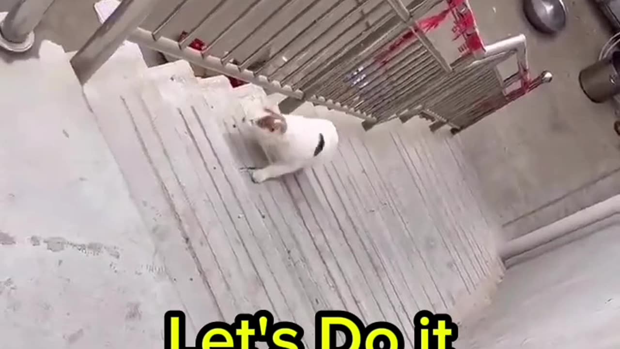 Never Give Up Cat 😮