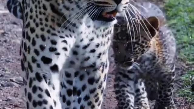 Leopard Animal World