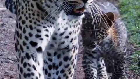 Leopard Animal World