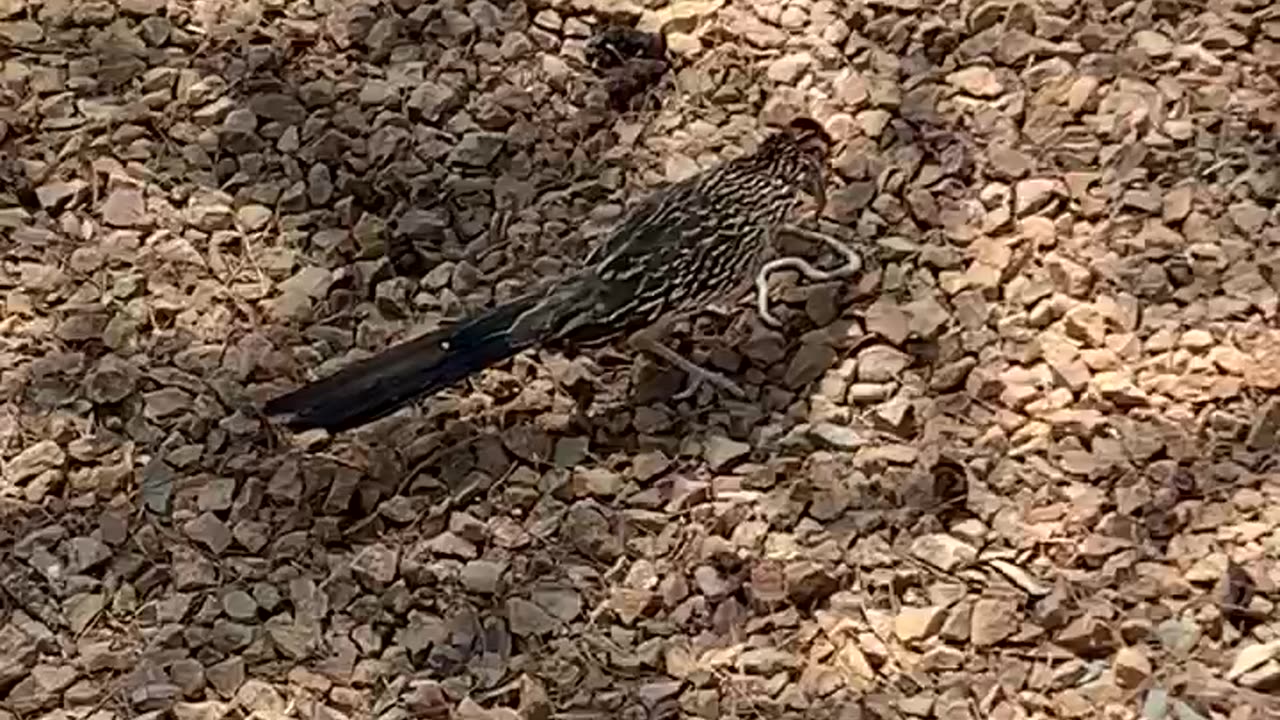 Roadrunner killing a snake