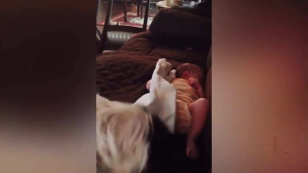 Dog Takes Care of Baby