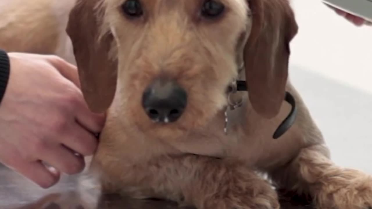 Dog Being Checked By A Veterinarian1