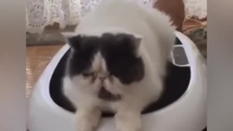 Funny cats