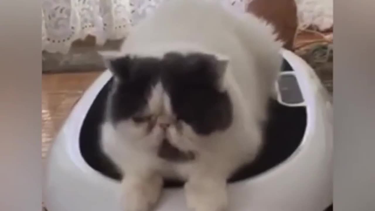 Funny cats