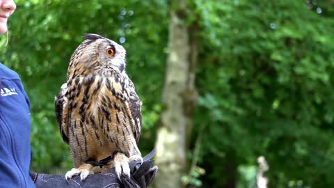 Owl and man