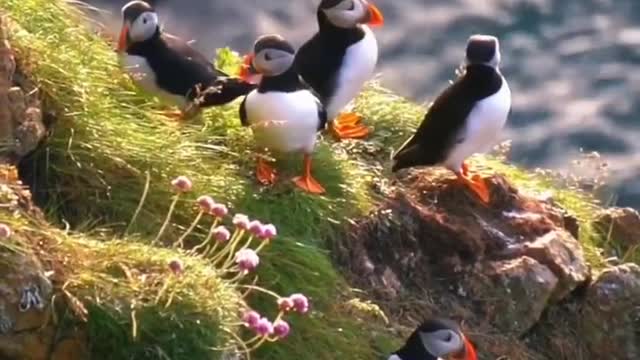 puffins