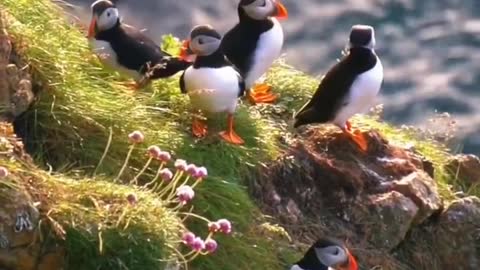 puffins