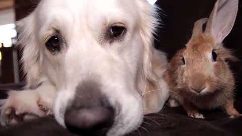 Rabbit Won't Let Dog Relax Alone, Because He Wants to Relax Together