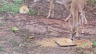 Mama Deer Giving Baby A Bath