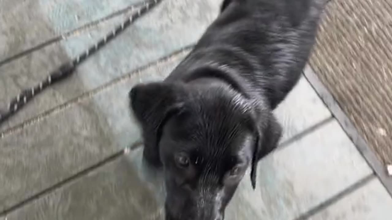 This was gonna be a bath video of Tucker but i gave up on recording the routine😭