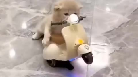 Cute cat|Have you ever seen a cat riding a motorbike?😂🤣