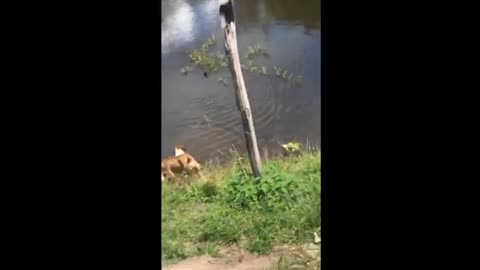 Dog Gets Eaten By Alligator While Swimming In Brazil River