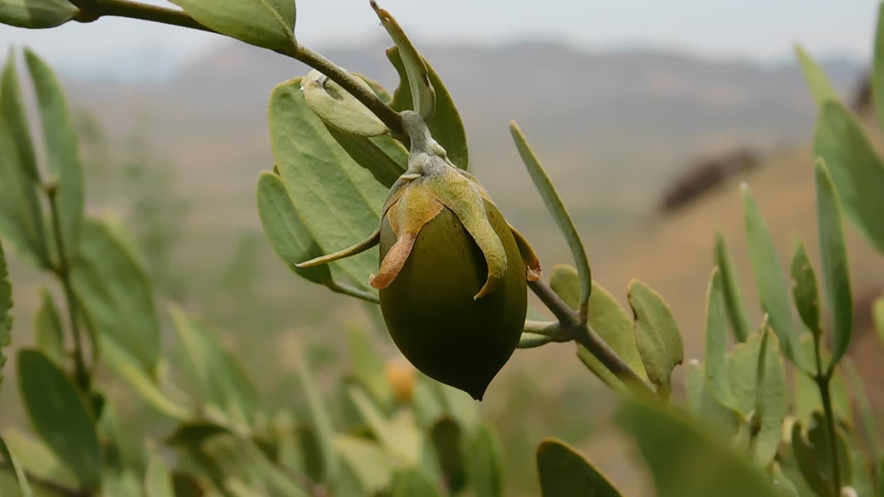 Jojoba Seed