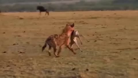 Baboon Vs Leopard! The Baboon Revenge When The Leopard Invades Its Territory...