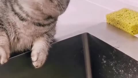 Cat Water Catch | Funny cat