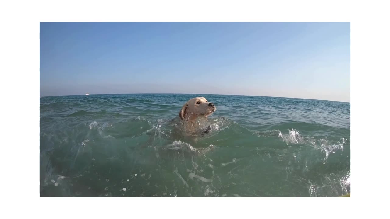 The dog is enjoying the beautiful water of the sea 🐶