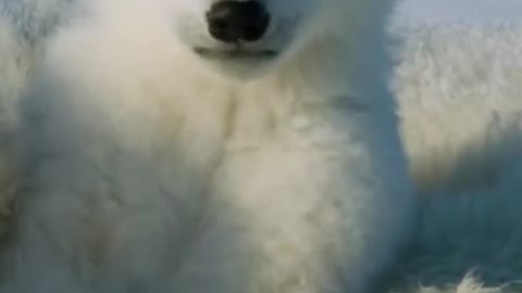 polar bear having fun