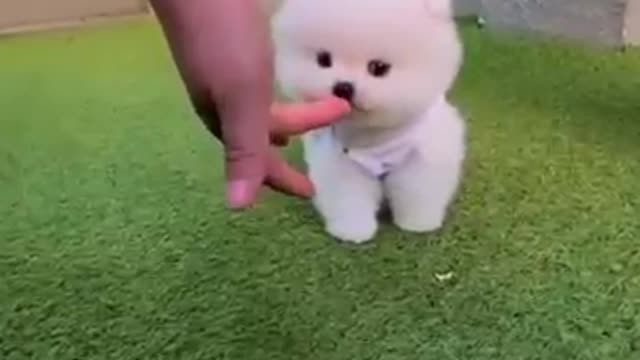 Cute Baby Dog Playing Videos 2021 #Shorts #YoutubeShorts