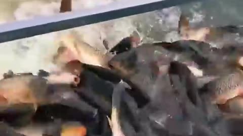 fish funny video Animal funny video