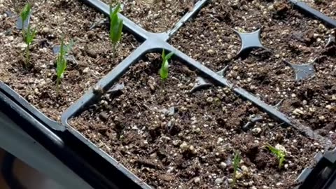 Learn how to water your seedlings properly