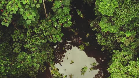 Animals That Call The Jungle Home | Amazon Rainforest | Relaxation Film Part2