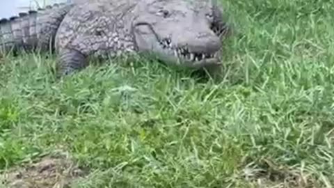 Smart animals 🐊🐊🐊🐊