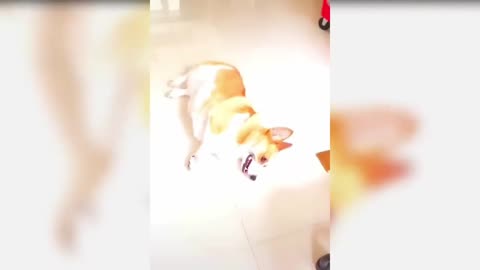 Dog funny video