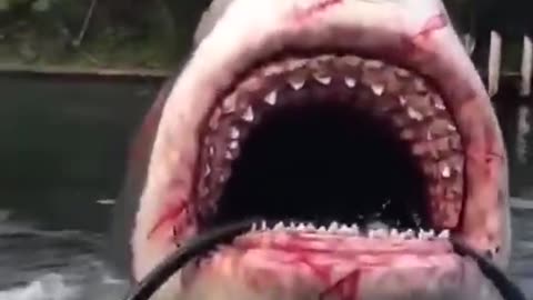 shark's big mouth