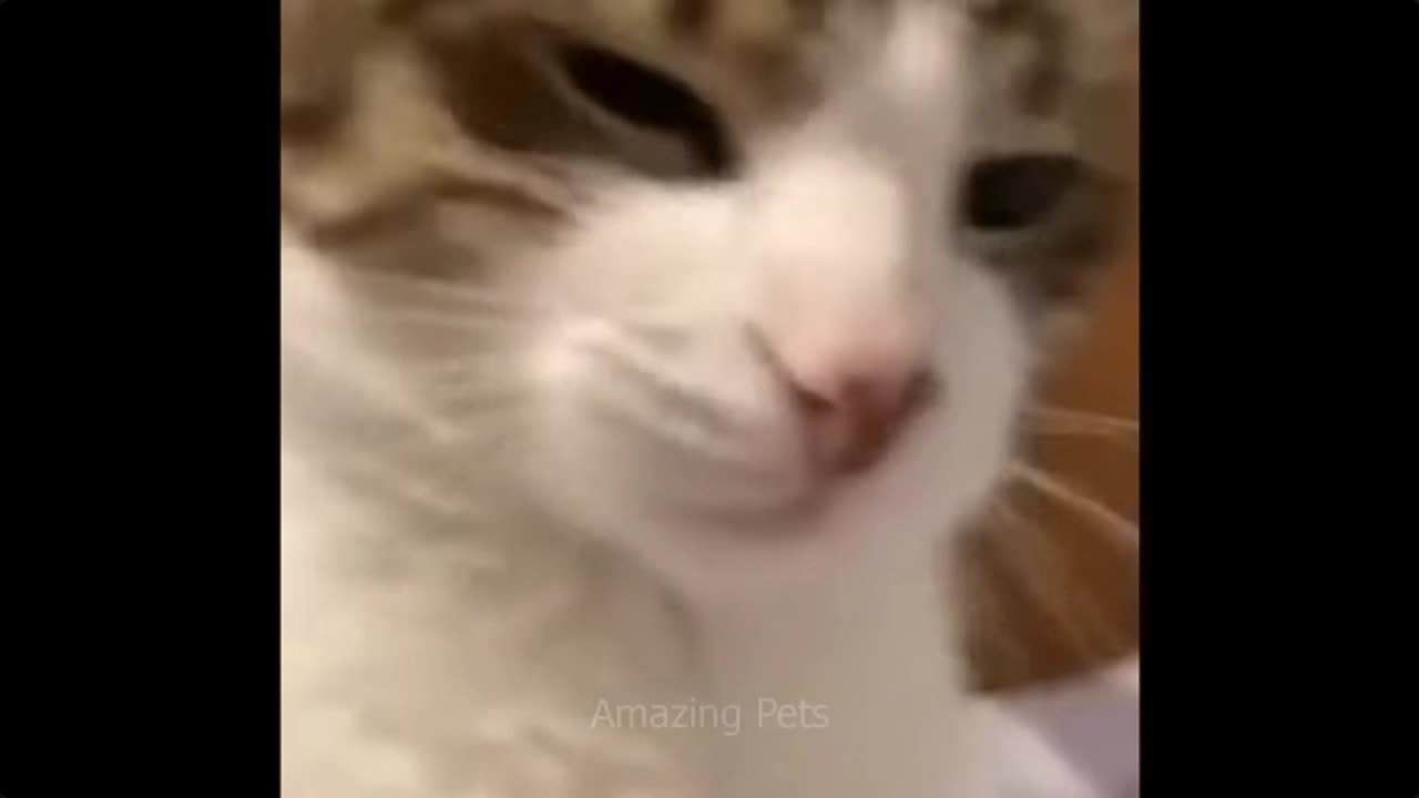 😹 Hilarious Pranks: Cats and Dogs Bring Laughter! 🐱🐶