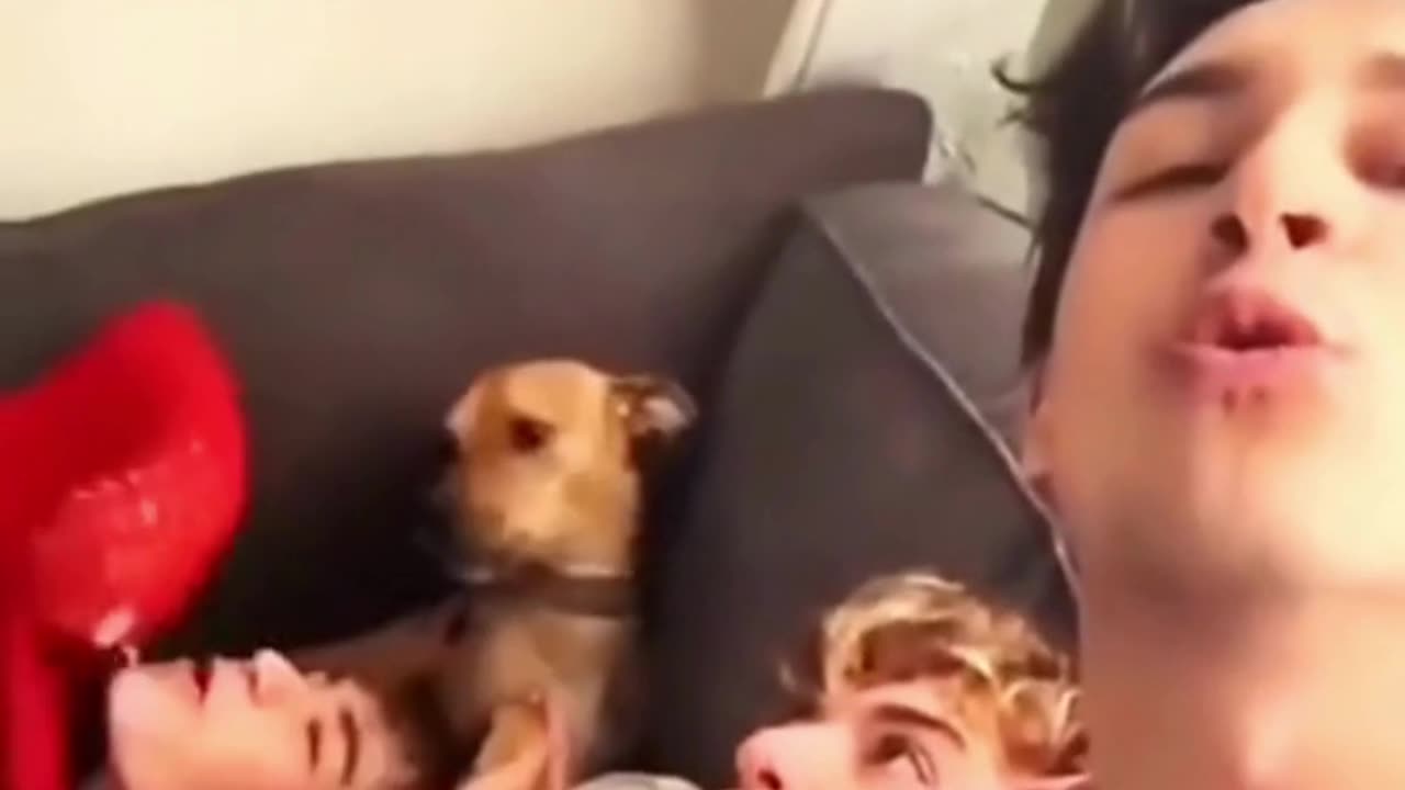 👌👀THE BEST BOYBAND🐒🤩🐶 ever heard #funny #dog #viral #shorts