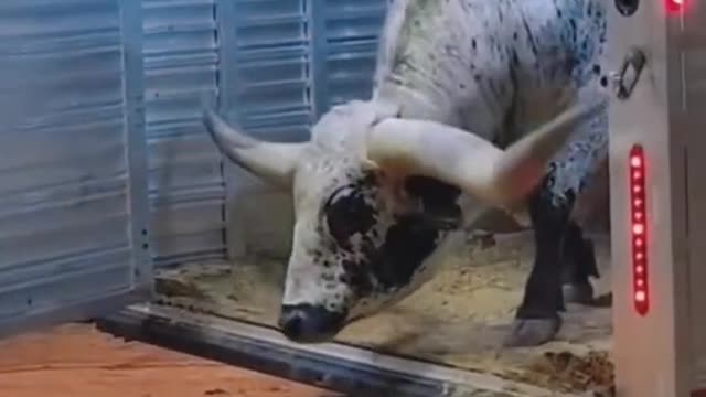 Do you know what kind of cow this is?