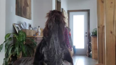 wire haired pointing griffon dog howling