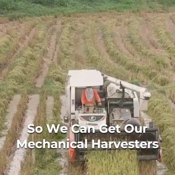 🌱 Unveiling The Art Of Wild Rice Farming 🌾🍚