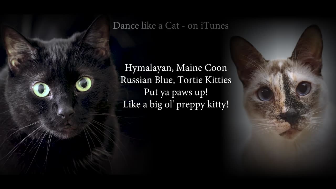 Dance like a cat