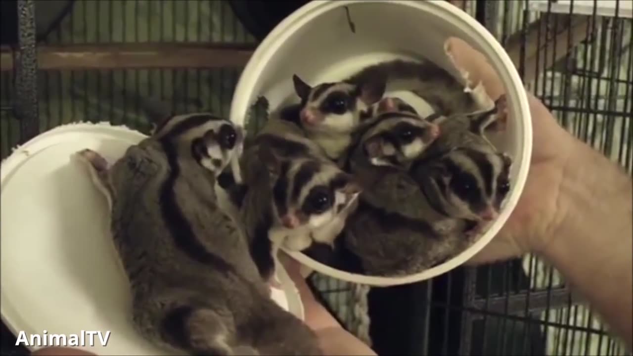 SUGAR GLIDERS Flying - Funny & Cute Compilation