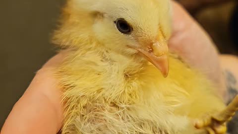 Sleepy Little Chick