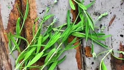 Growing lavender