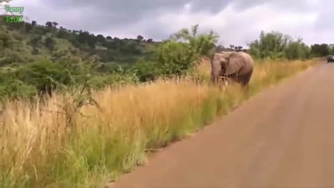 Most Funny and Cute Baby Elephant Videos Compilation