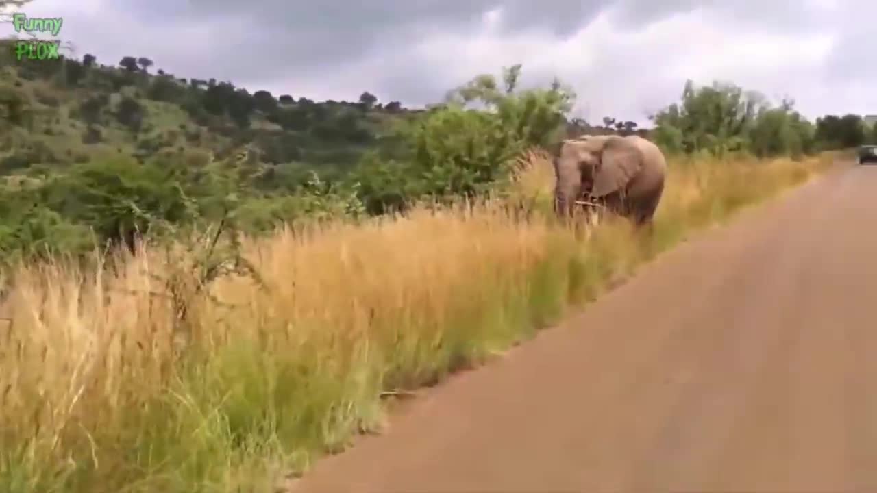 Most Funny and Cute Baby Elephant Videos Compilation